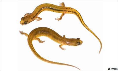 patchnosed salamander